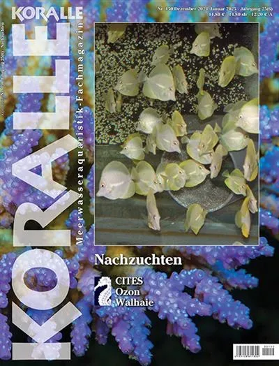 Koralle (Allemand)